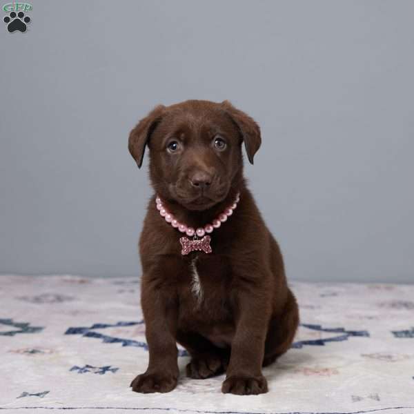 Pansy, Chocolate Labrador Retriever Puppy